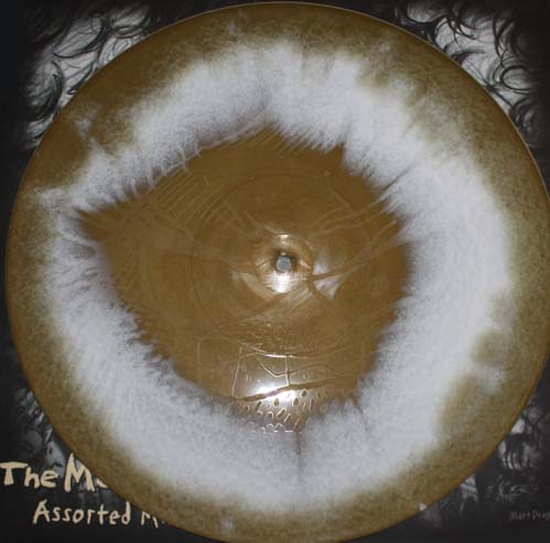 SFU025 - THE MONGOLOIDS - Assorted Music 12" *GOLD/WHITE VINYL*